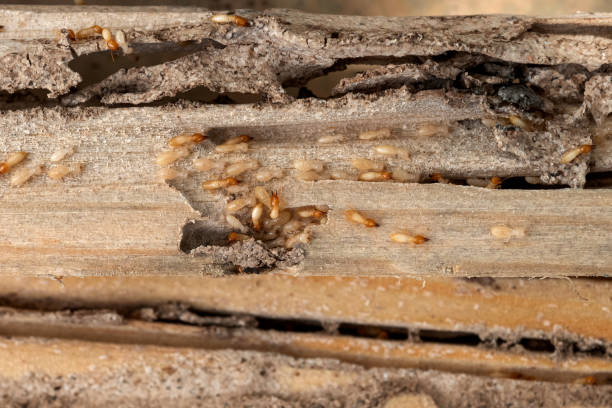 Wasp Removal Services in Pinson, AL